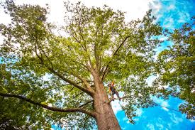 St Paul, VA Tree Removal Services Company