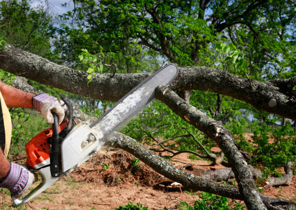 How Our Tree Care Process Works  in  St Paul, VA